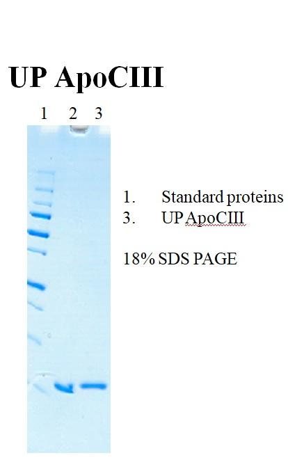Ultra Pure Human Apolipoprotein CIII(Apo CIII) 超纯人载脂蛋白CIII