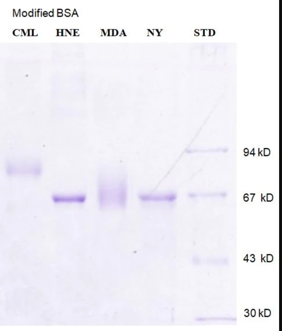 4-羟基壬烯酸修饰牛血清白蛋白 4 Hydroxynonenal(4 HNE) Modified Bovine Serum Al