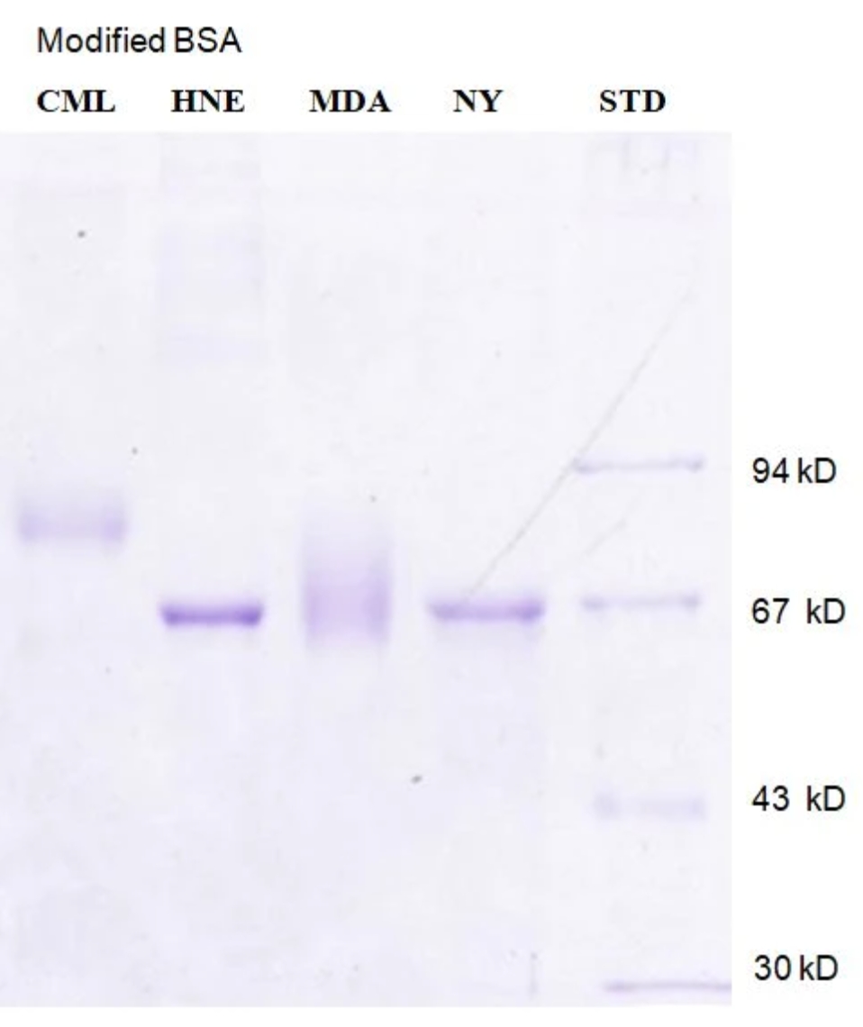 4-羟基壬烯酸修饰牛血清白蛋白 4 Hydroxynonenal(4-HNE) Modified Bovine Serum Al