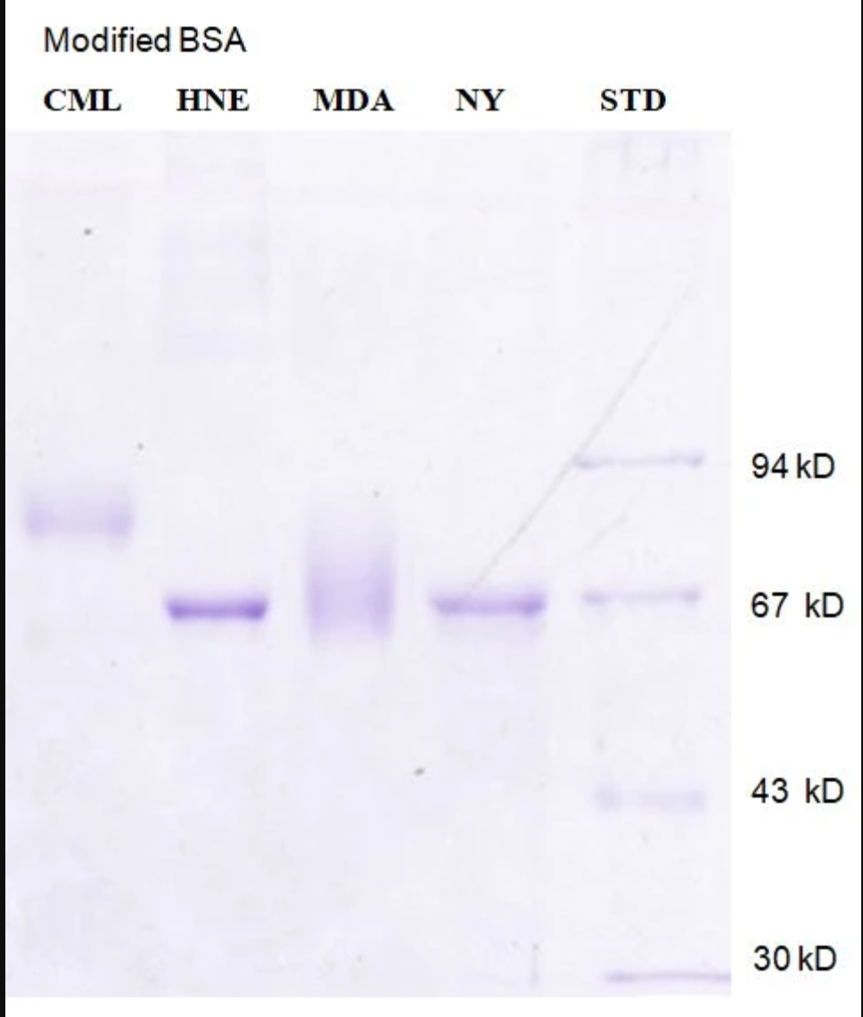 4-羟基壬烯酸修饰牛血清白蛋白 4 Hydroxynonenal(4-HNE) Modified Bovine Serum Al