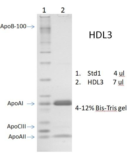 人高密度脂蛋白3  Human High Density Lipoprotein 3(HDL-3)