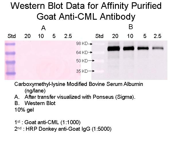 Goat anti-CML, Affinity Pure