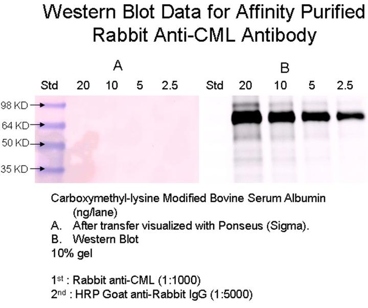Rabbit anti-CML, Affinity Pure