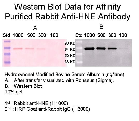 Rabbit Anti-HNE, Affinity Pure