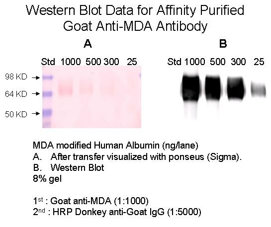 Goat Anti-MDA, Affinity Pure