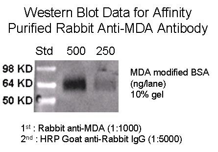 Rabbit Anti-MDA, Affinity Pure
