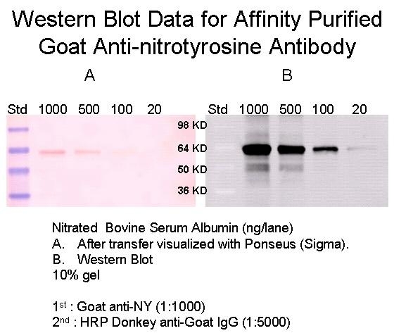 Goat Anti-Nitrotyrosine, Affinity Pure