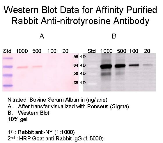 Rabbit Anti-Nitrotyrosine, Affinity Pure