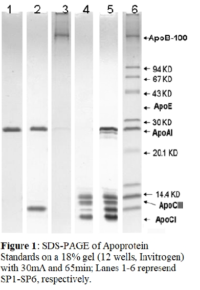 人载脂蛋白Mix1 SDS-PAGE标准 Human Apoprotein Mix1 SDS-PAGE Standard, Un