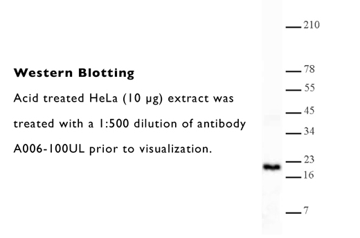 Dimethyl Lys4 Histone H3 Polyclonal Antibody