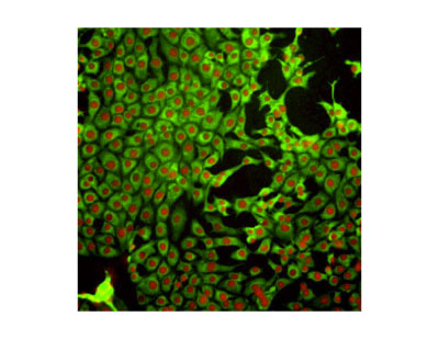 Glutathione (GSH) Monoclonal Antibody