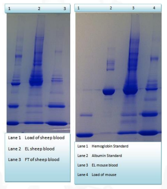 HemoVoid Binding Buffer HVBB™