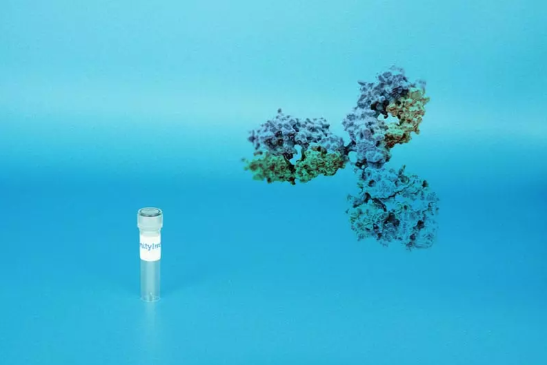 CD19 Antibody(SJ25-C1)