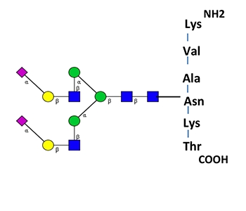 BioQuant GPEP A2G2S2 Glycopeptide Standard，GPEP A2G2S2定量糖肽标准品