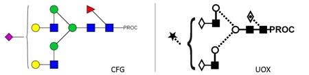 A1F Glycan (FA2G2S1, G2FS1), Procainamide Labelled，A1F多糖标准品(FA2G