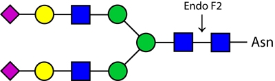 Endoglycosidase F2(Endo F2)，内切糖苷酶F2