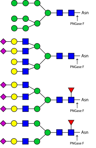 PNGase F (Peptide-N-Glycosidase F)，肽N-糖苷酶F