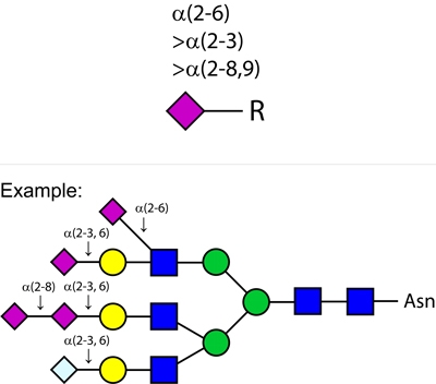 Sialidase Au alpha-(2-3,6,8,9)，唾液酸酶金 α-(2- 3,6,8,9)