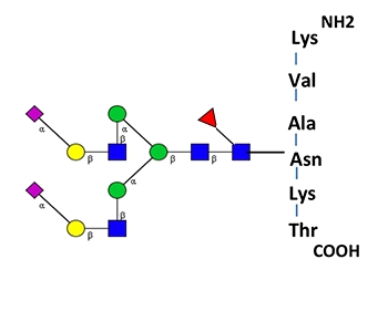 GPEP FA2 Glycopeptide Standard，GPEP FA2糖肽标准品