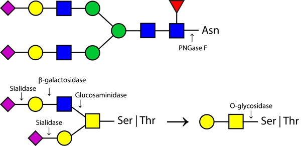 Enzymatic CarboRelease Kit，酶解糖释放试剂盒