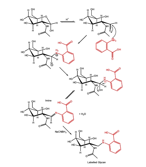 LudgerTag 2-AA Glycan Labeling Kit，2-AA多糖标记试剂盒