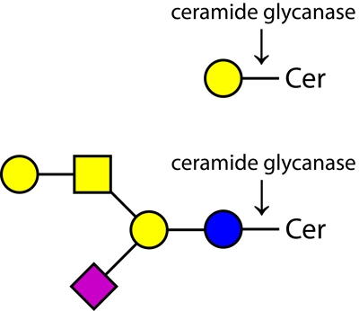 Enzymatic DeGlycoMx Kit，酶解去糖基化试剂盒