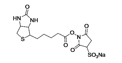 Sulfo-NHS-Biotin  