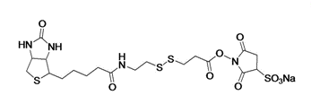 Sulfo-NHS-SS-Biotin  