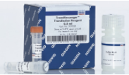 TransMessenger Transfection Reagent
