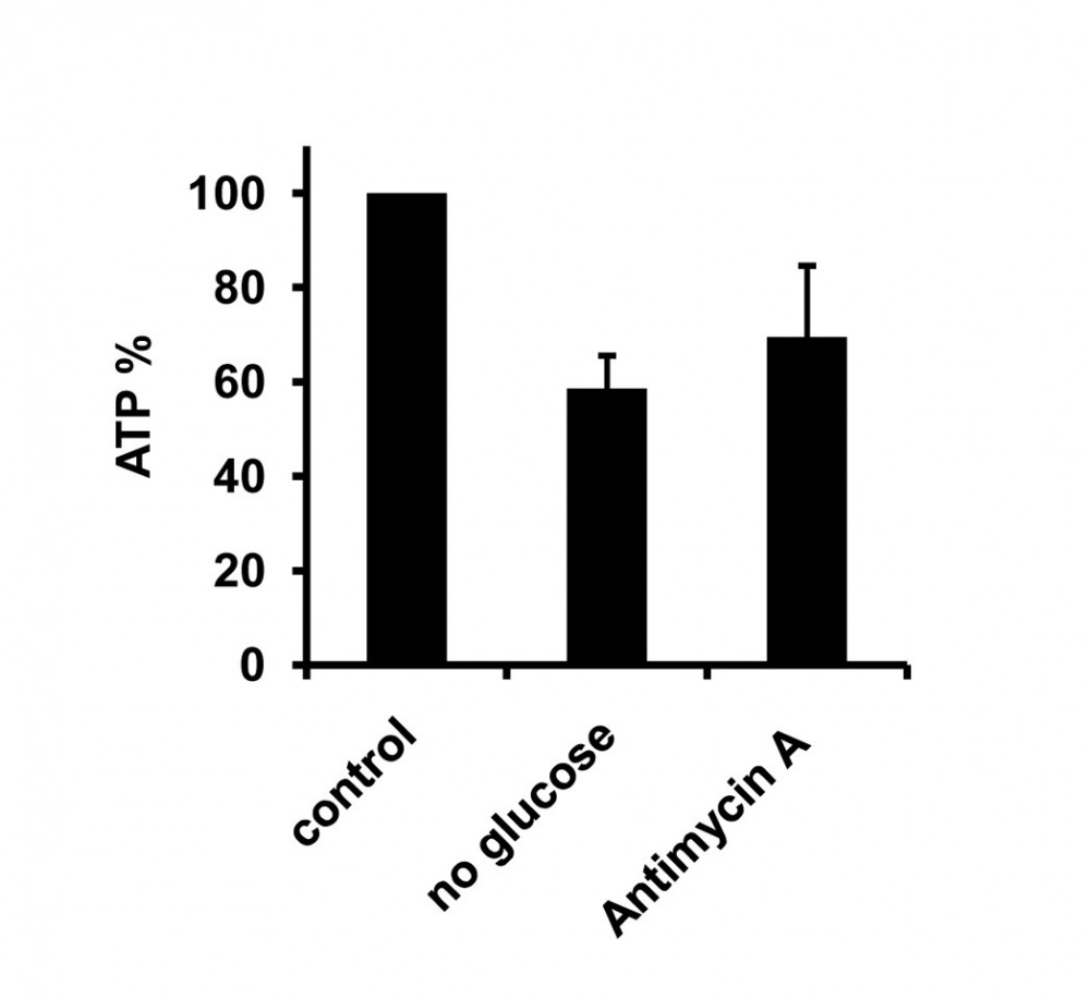 PhosphoWorks™ Luminometric ATP Assay Kit *Bright Glow*