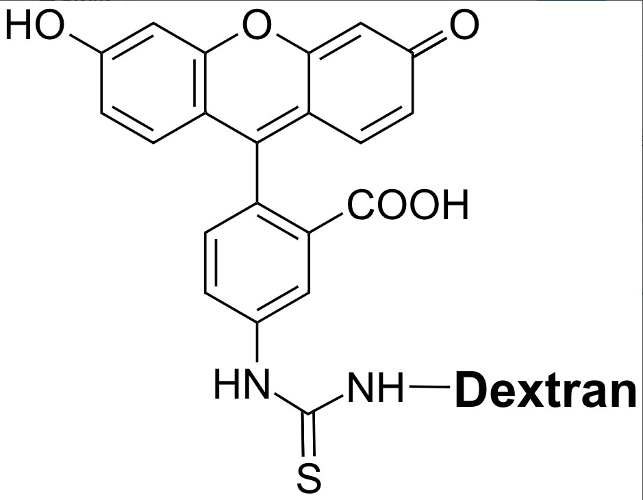 FITC–dextran conjugate (average MW = ~20K)