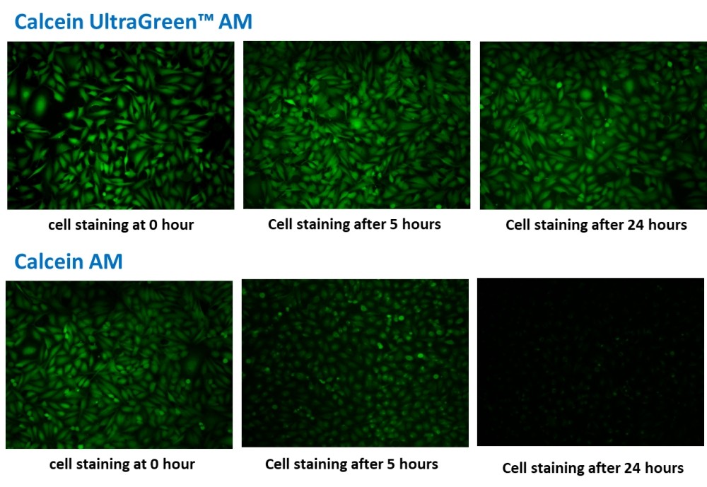 Calcein UltraGreen™ AM