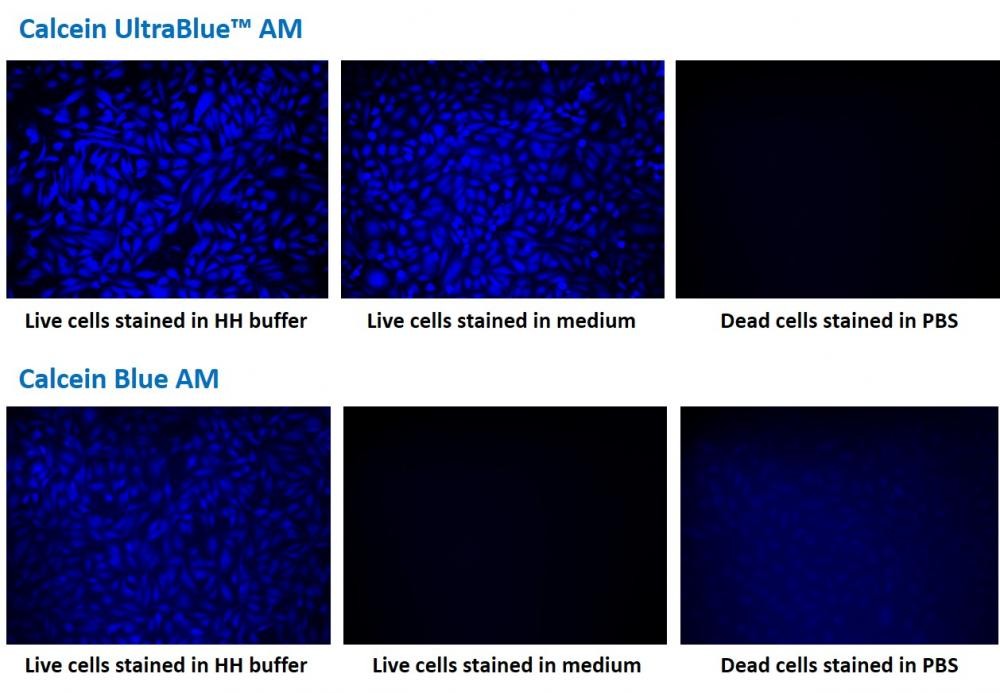 Calcein UltraBlue™ AM