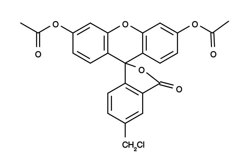 CytoTrace™ Green CMFDA