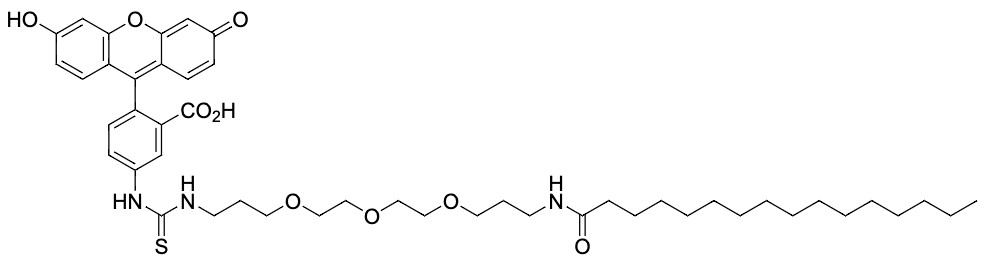 FITC-Palmitate Conjugate