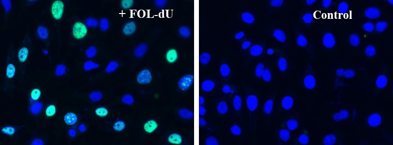 Bucculite FdU Cu-Free Cell Proliferation Fluorescence Imaging Ki