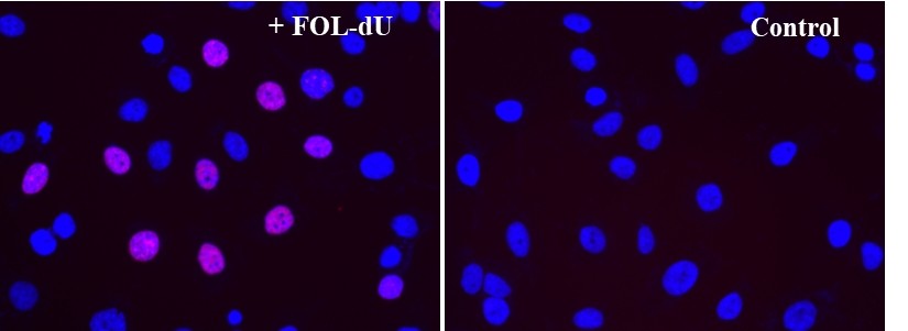 Bucculite FdU Cu-Free Cell Proliferation Fluorescence Imaging Ki