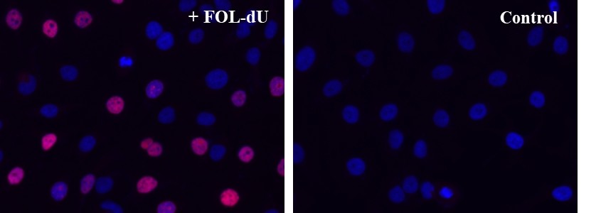 Bucculite FdU Cu-Free Cell Proliferation Fluorescence Imaging Ki