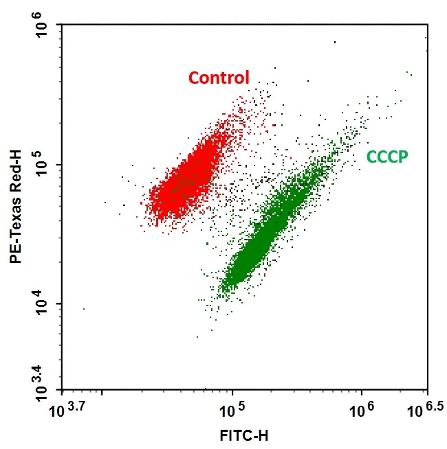 MycoLight™ Ratiometric Bacterial Membrane Potential Kit *Red/Gre