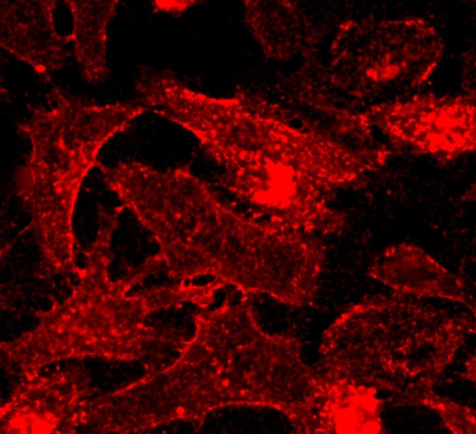 CellPaint™ TSP membrane stain
