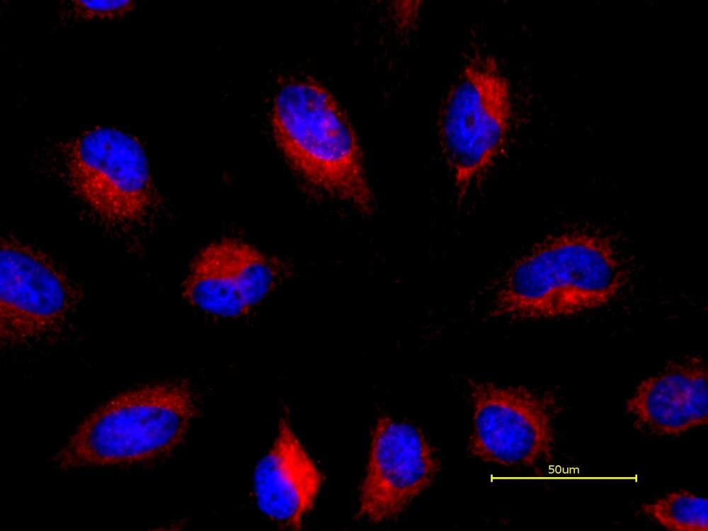 Cell Navigator™ TMR Ceramide Golgi Staining Kit  *Red Fluorescen