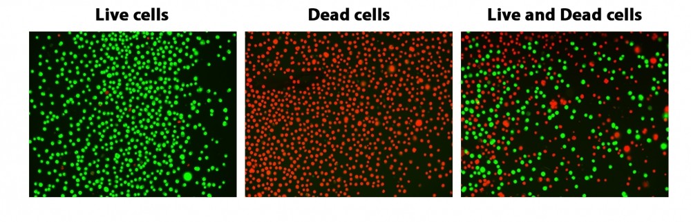 ReadiView™ Green/Red Viability Stain