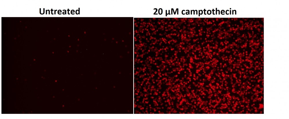 Cell Meter™ Phosphatidylserine Apoptosis Assay Kit *Deep Red Flu