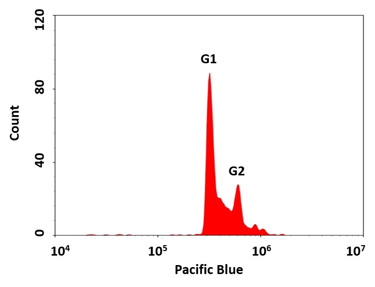Cell Meter™ Fluorimetric Live Cell Cycle Assay Kit *Optimized fo
