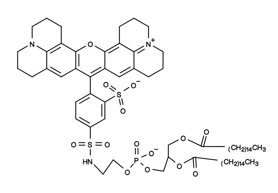Texas Red-DHPE *CAS 187099-99-6*
