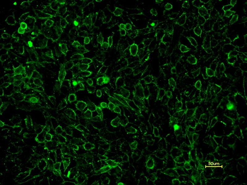 Concanavalin A, AF488 Labeled