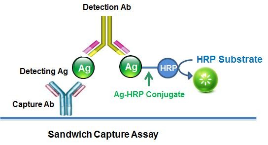 Spectinomycin-HRP Conjugate