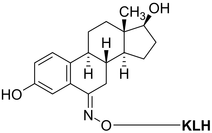 Estradiol-KLH conjugate