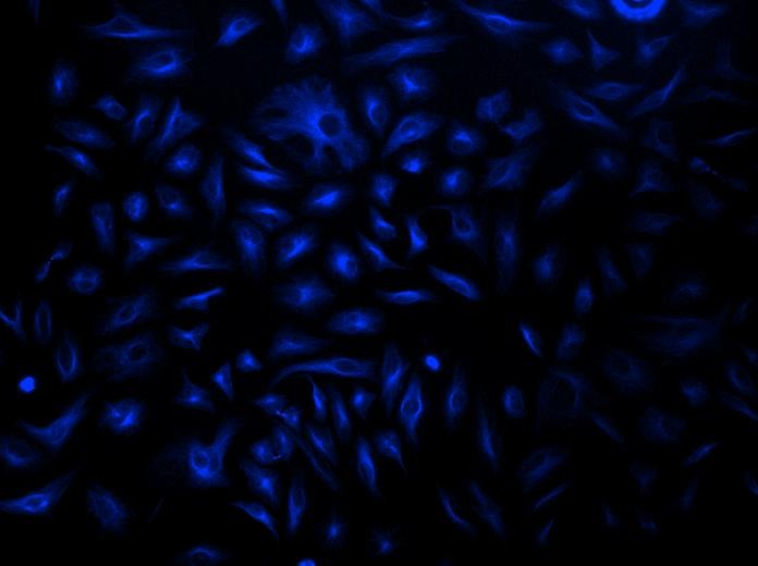 iFluor™ 350-streptavidin conjugate