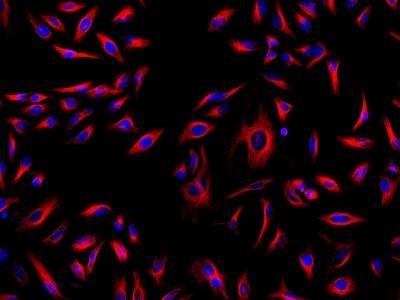 iFluor™ 633-streptavidin conjugate